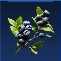 Blueberry